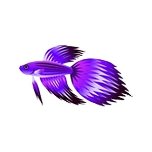 Fish World Photo Gallery | Veiltail Bettas | Purple Veiltail Betta